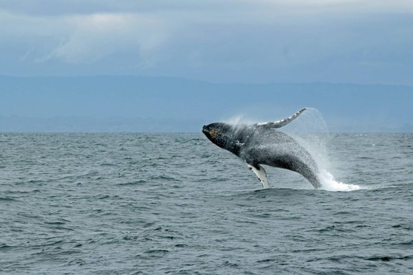 Quels sont les meilleurs spots pour observer les baleines en Islande ?
